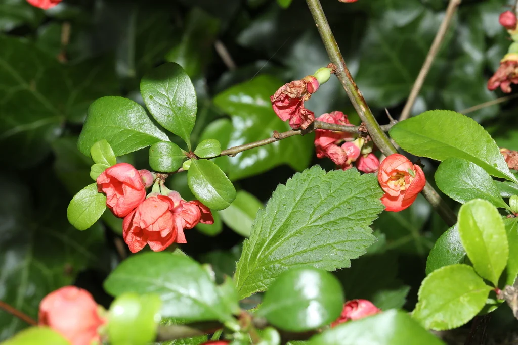 Chaenomeles speciosa