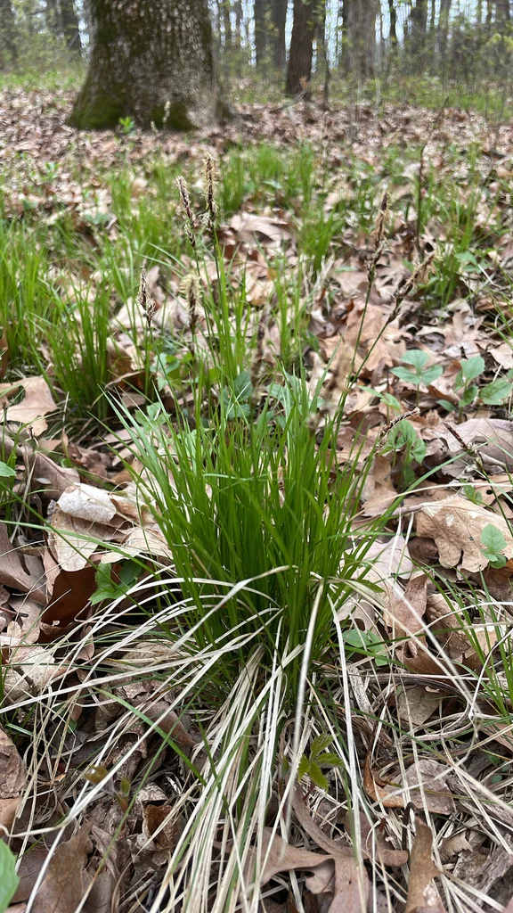 Carex Pensylvanica
