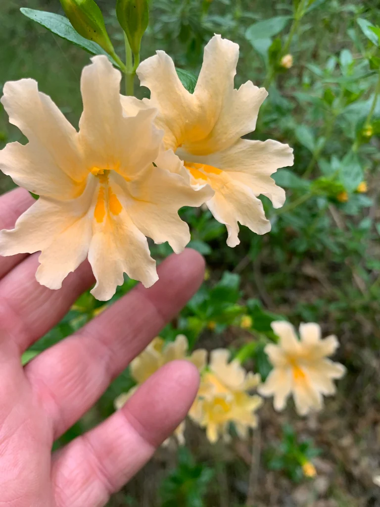 Diplacus Grandiflorus