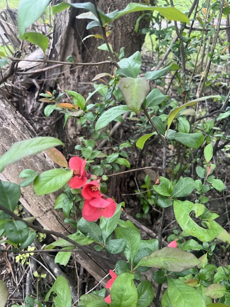 Chaenomeles speciosa