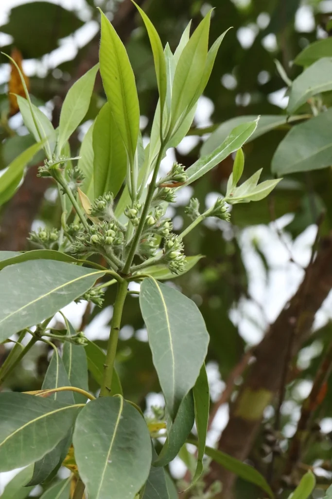 Lophostemon Confertus