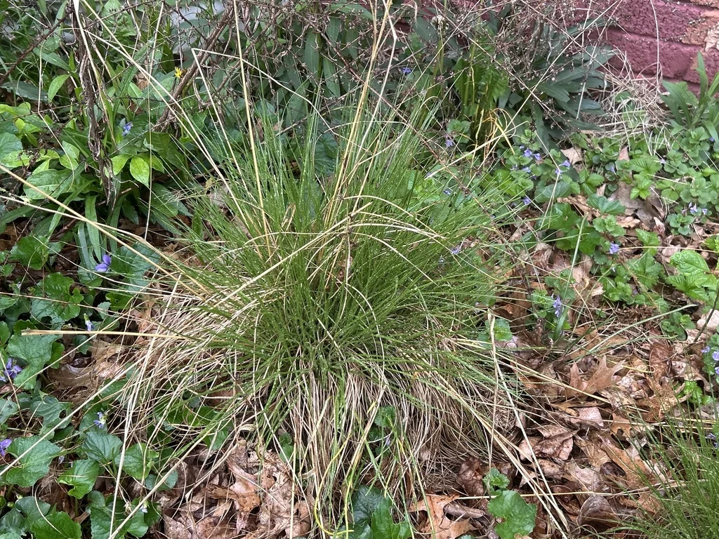 Sporobolus Heterolepis