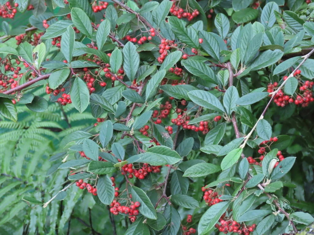 Cotoneaster Salicifolius