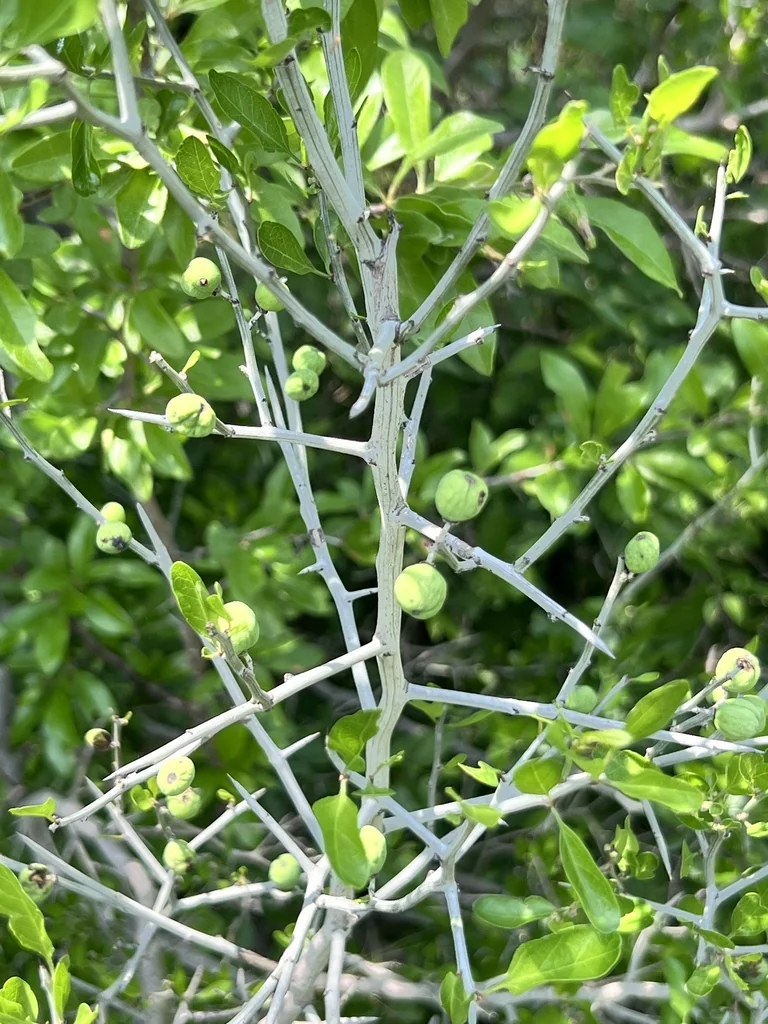 Ziziphus Obtusifolia