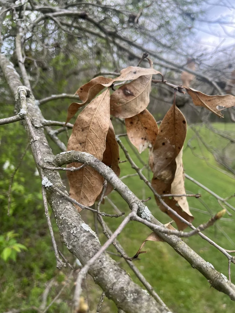 Quercus Imbricaria