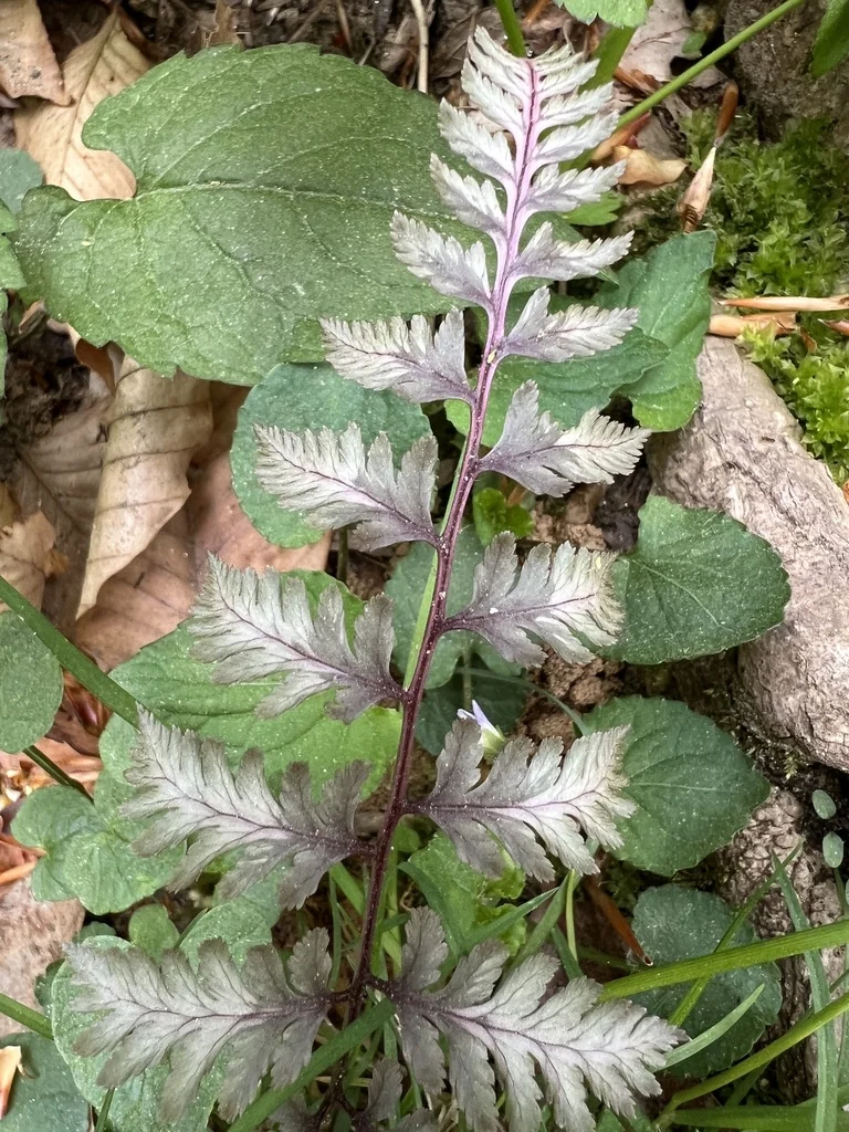 Athyrium Niponicum Var. Pictum