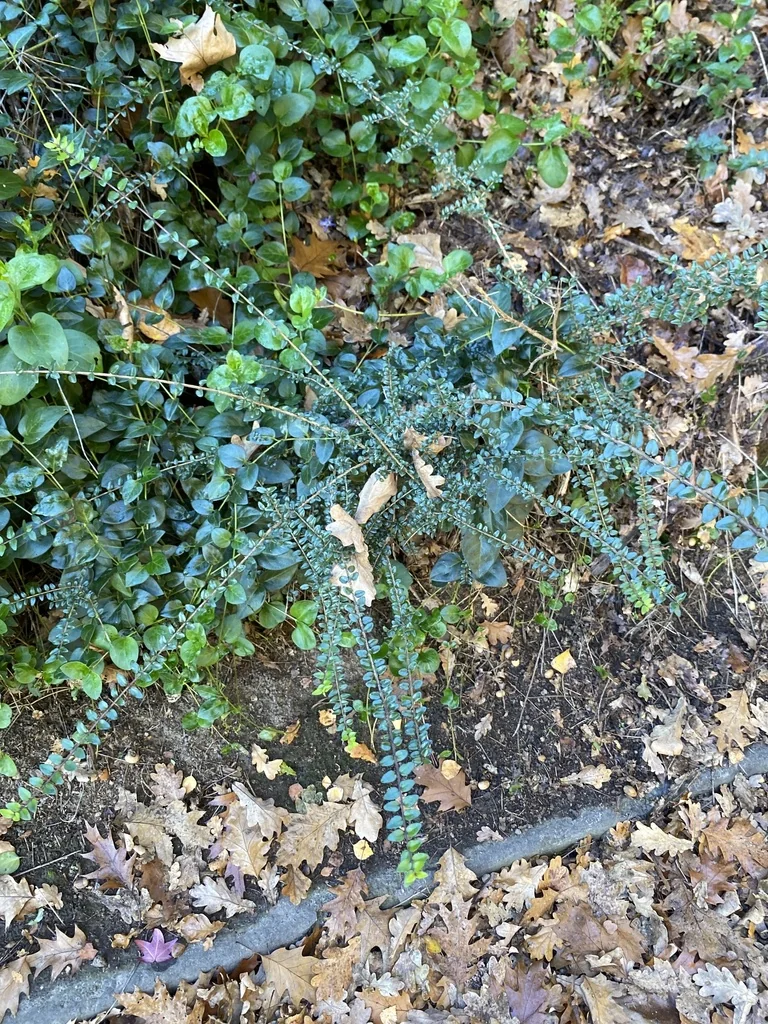 Lonicera Nitida