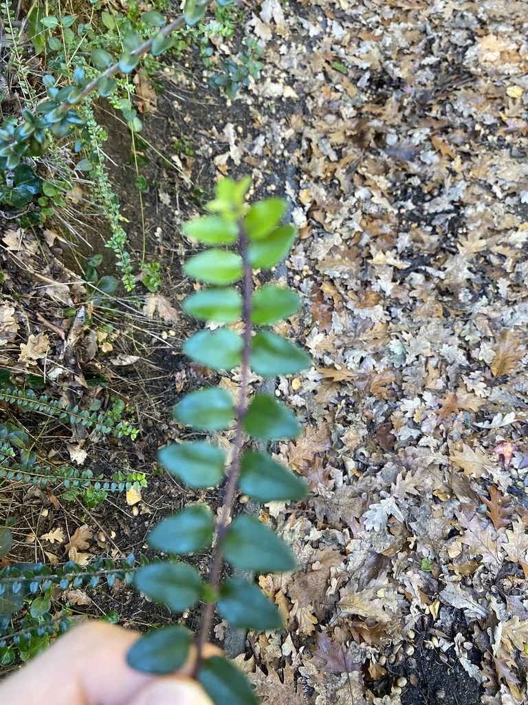 Lonicera Nitida