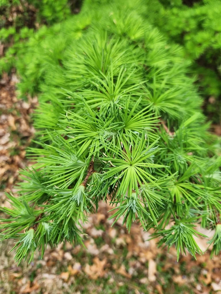 Larix Kaempferi