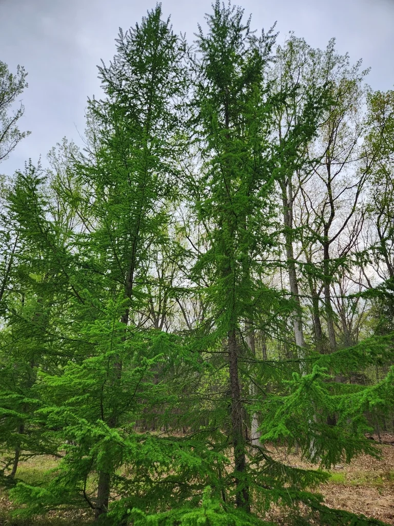 Larix Kaempferi