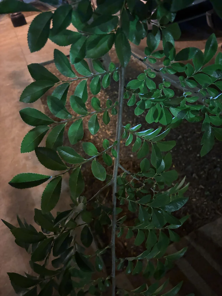 Ulmus Parvifolia
