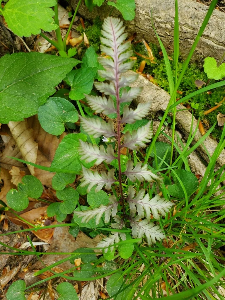 Athyrium niponicum
