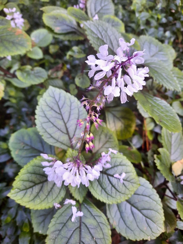 Plectranthus ciliatus
