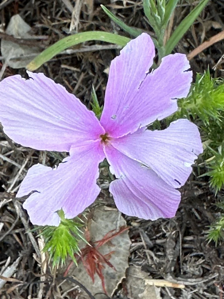 Linanthus Californicus