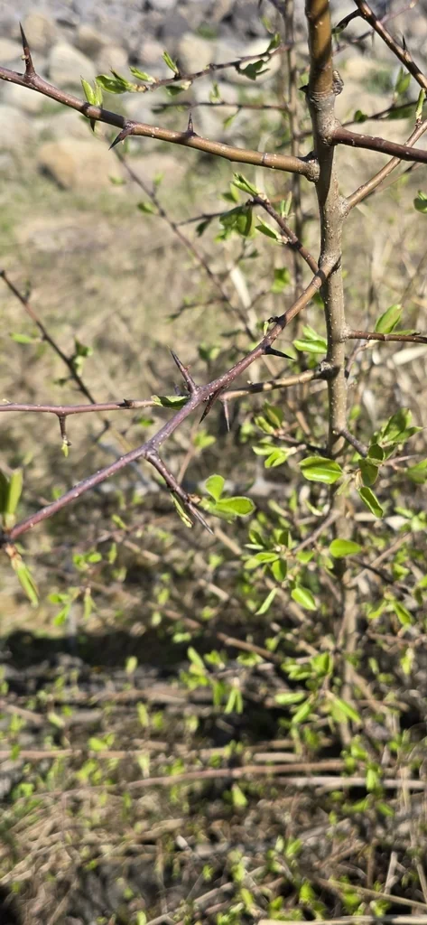 Crataegus Douglasii