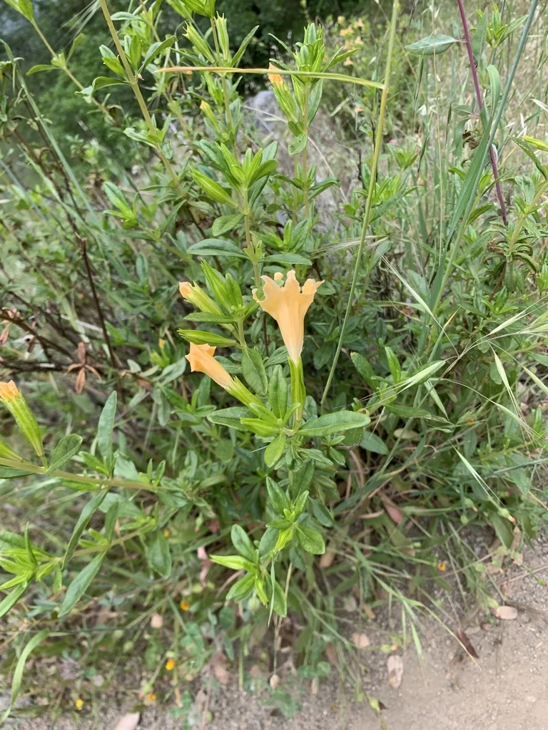 Diplacus Grandiflorus