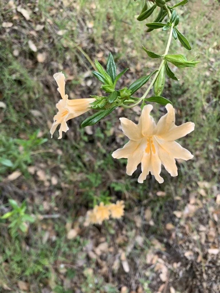 Diplacus Grandiflorus