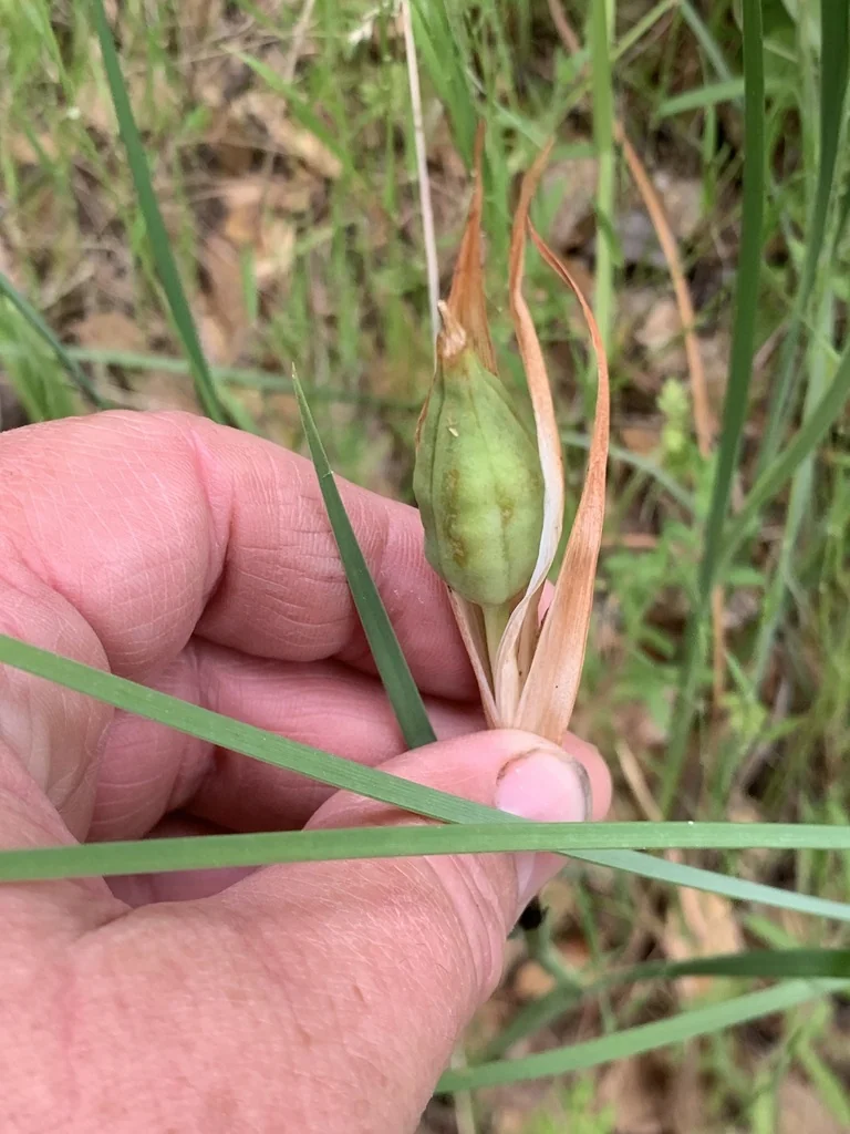 Iris Macrosiphon