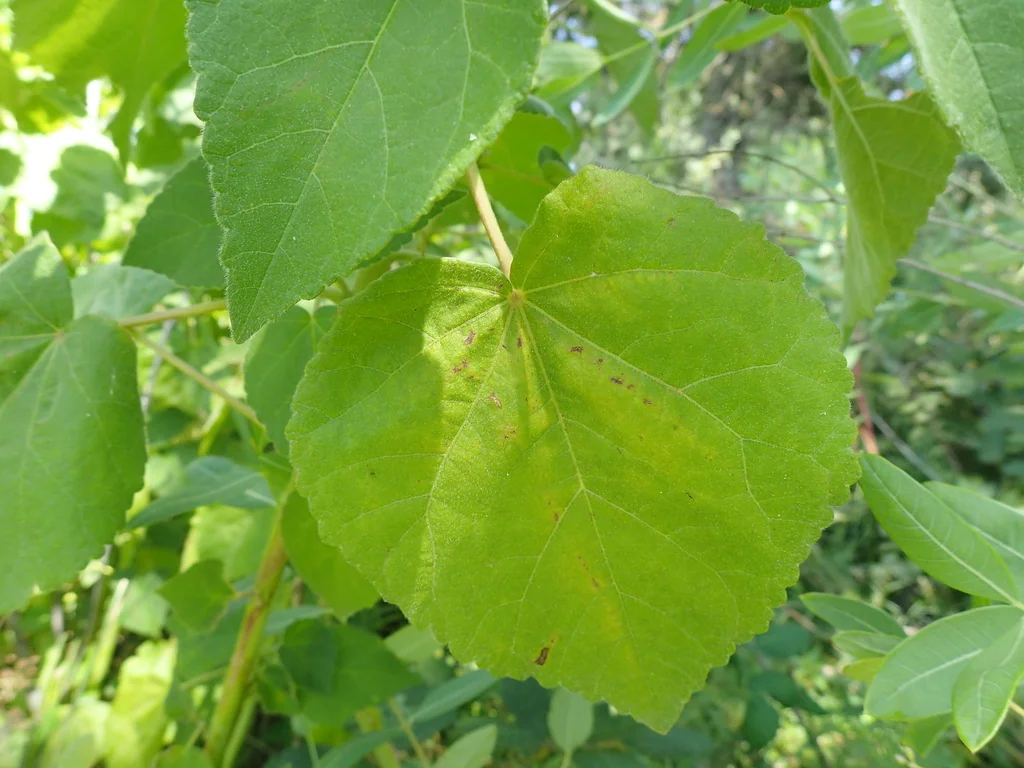 Hibiscus Lasiocarpos Var. Occidentalis