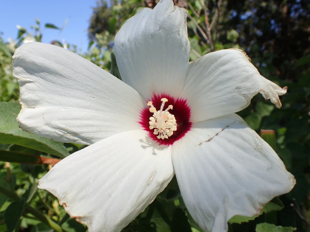 Hibiscus Lasiocarpos Var. Occidentalis