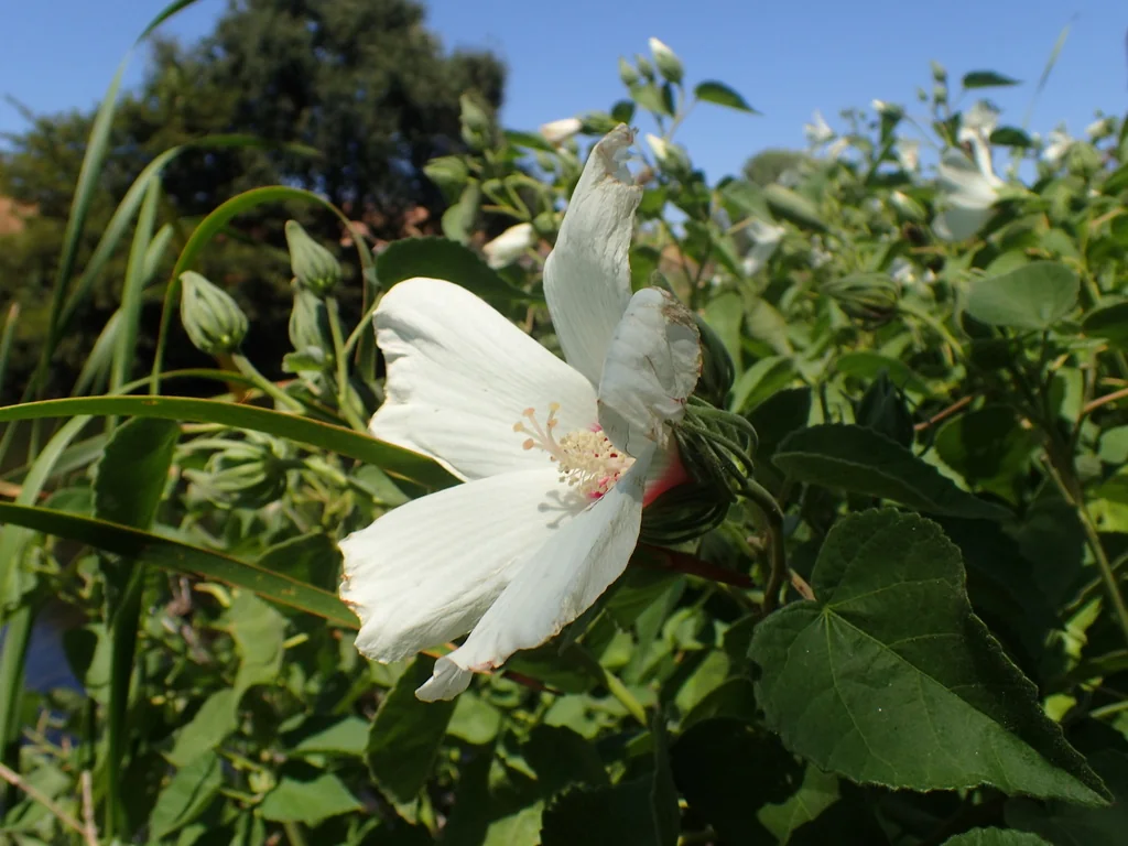 Hibiscus Lasiocarpos Var. Occidentalis