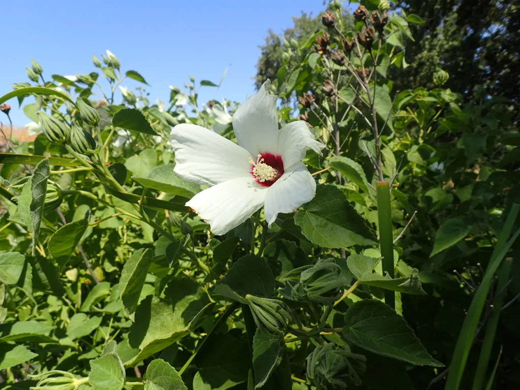 Hibiscus Lasiocarpos Var. Occidentalis