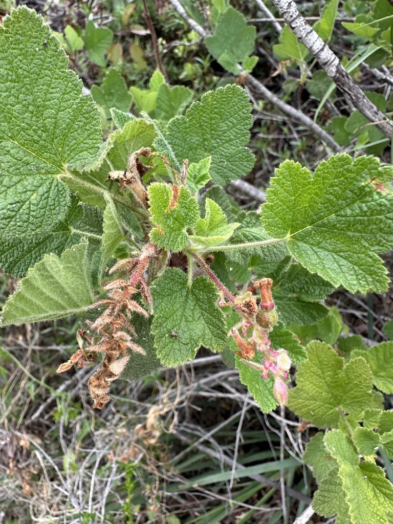 Ribes Malvaceum