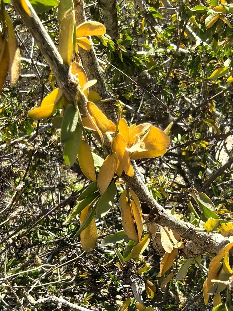 Guaiacum Coulteri