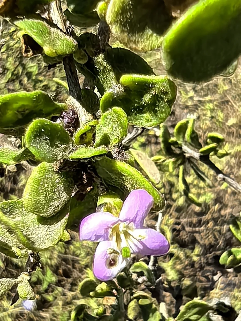 Lycium Brevipes