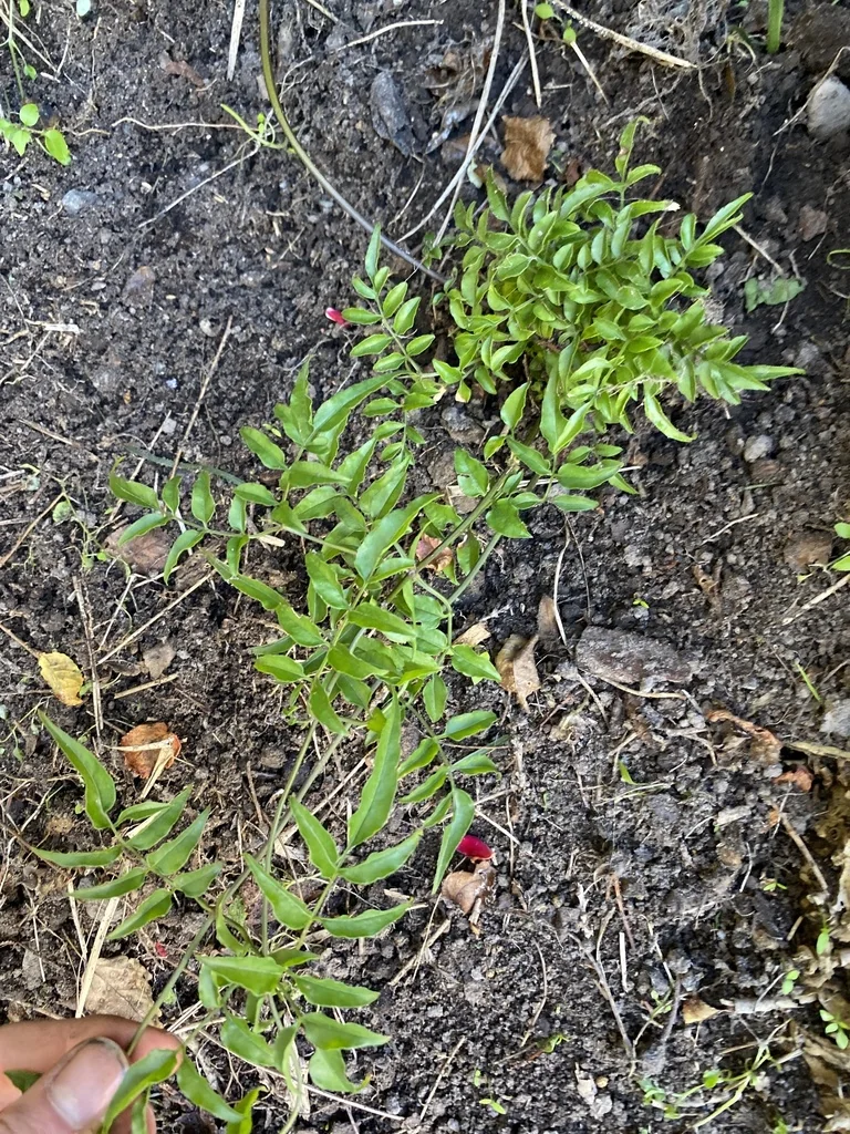 Jasminum Polyanthum