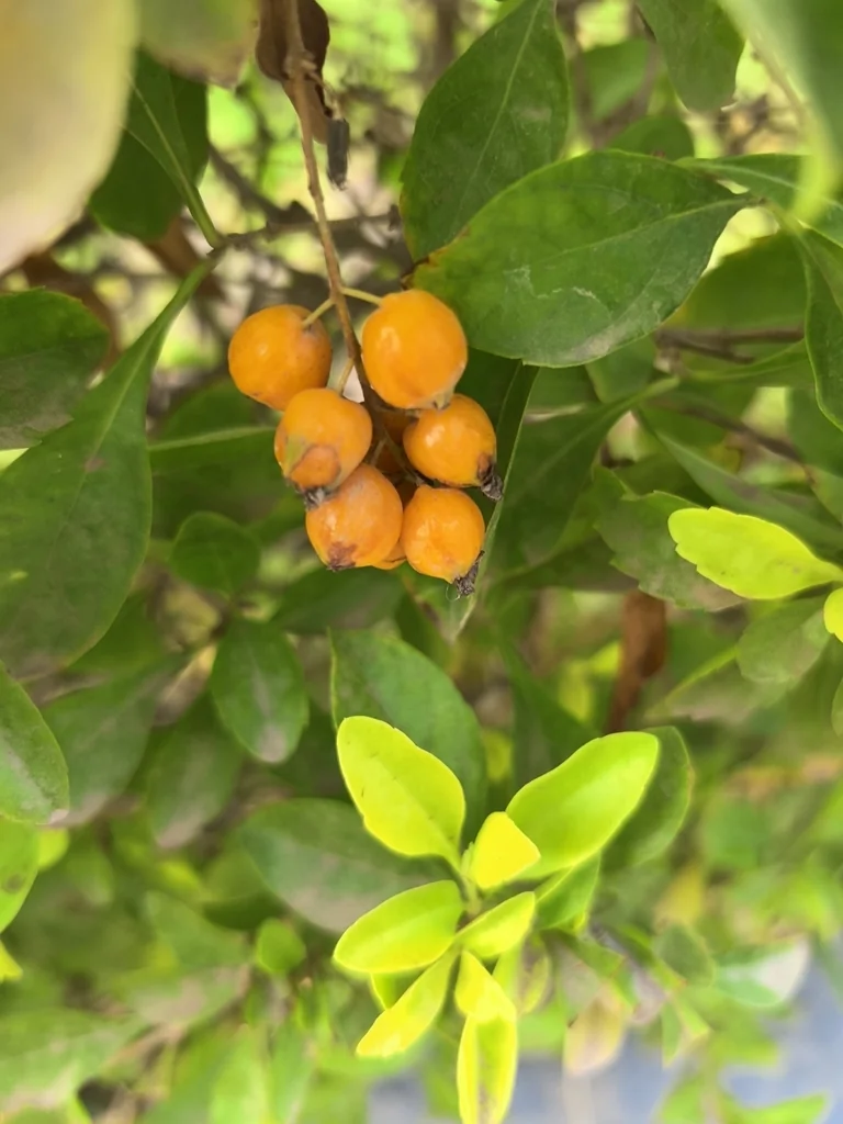 Duranta Erecta