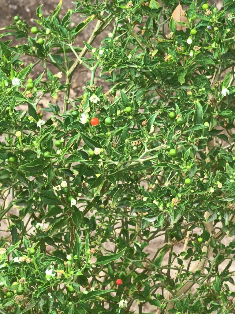 Capsicum annuum