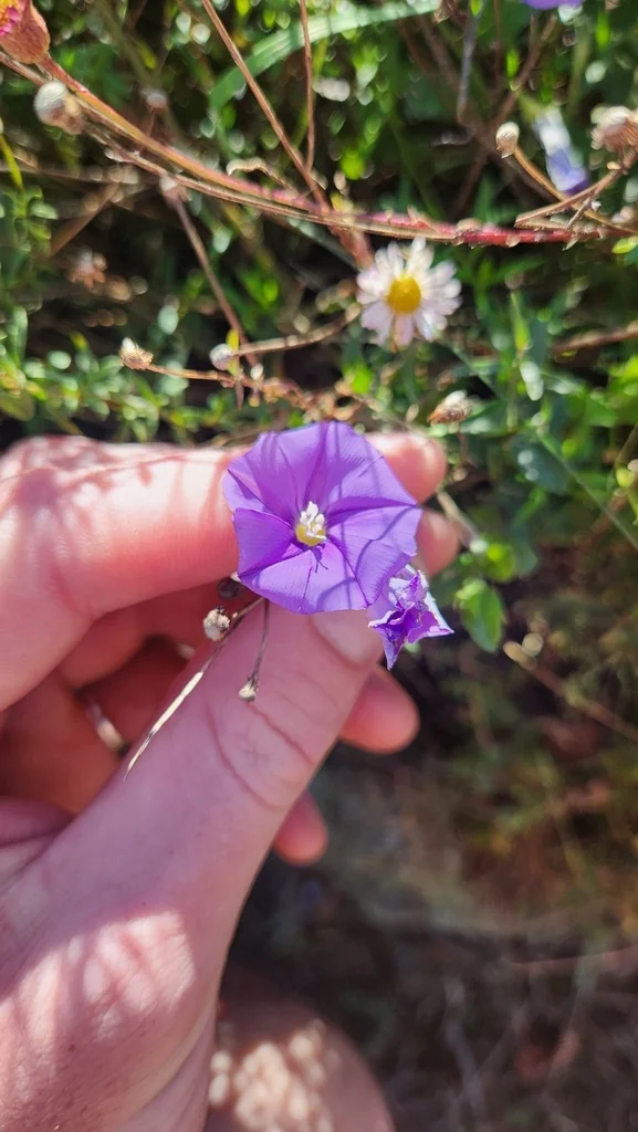 Convolvulus Sabatius