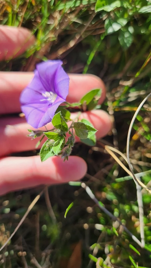 Convolvulus Sabatius