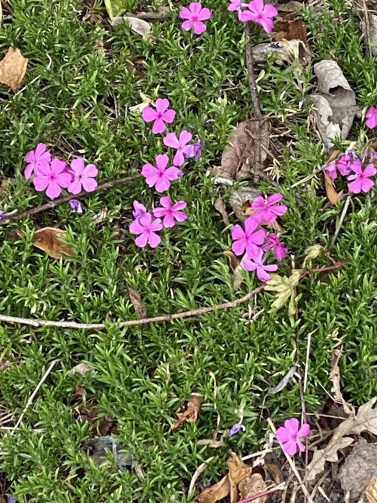 Phlox Subulata
