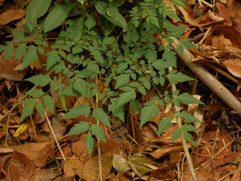 Koelreuteria Elegans