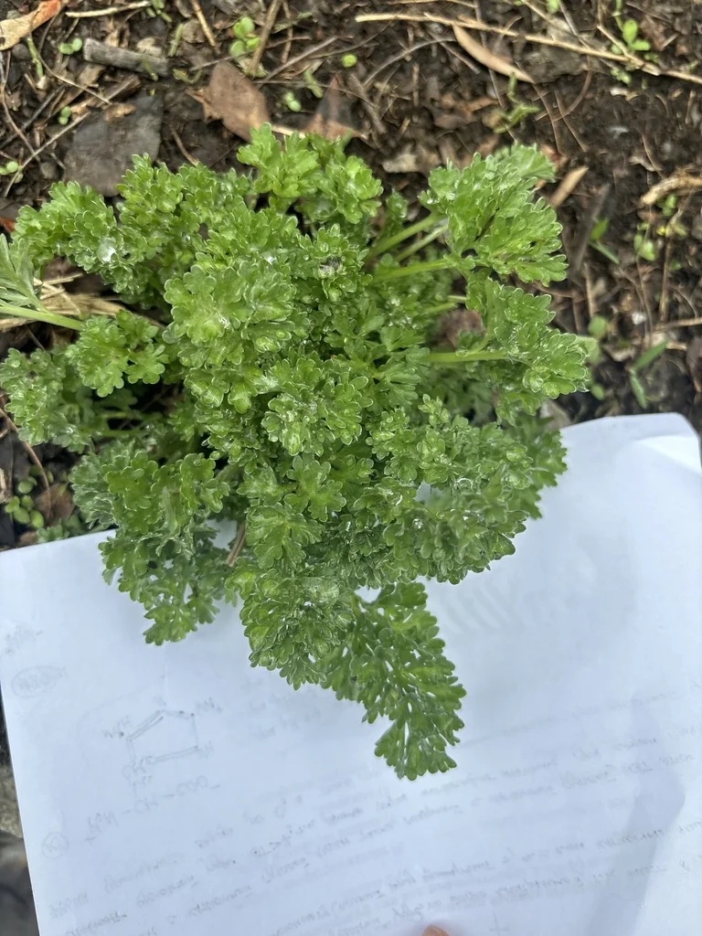 Petroselinum Crispum