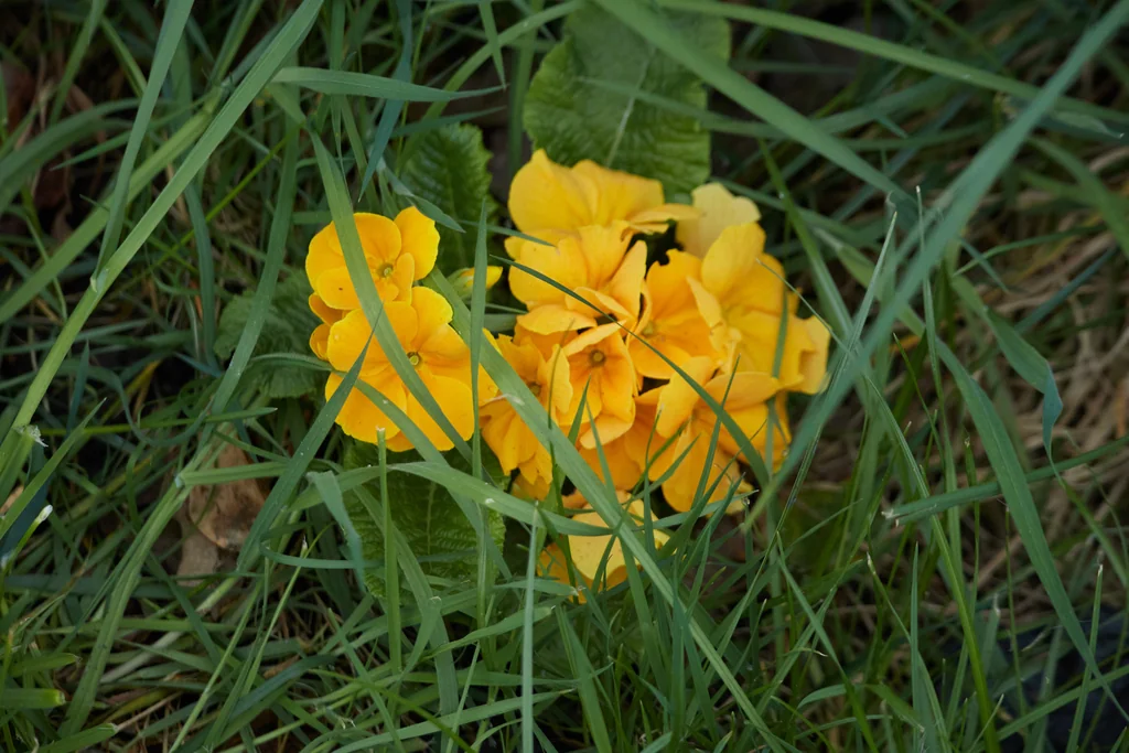 Primula X Polyantha