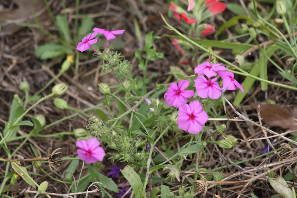 Phlox drummondii