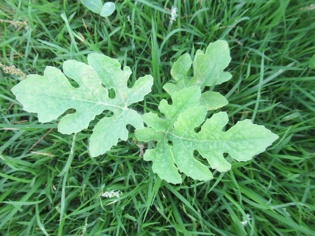 Citrullus Lanatus