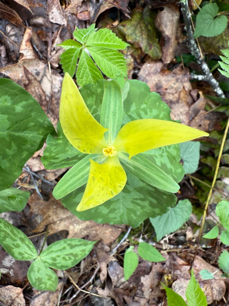Trillium Luteum