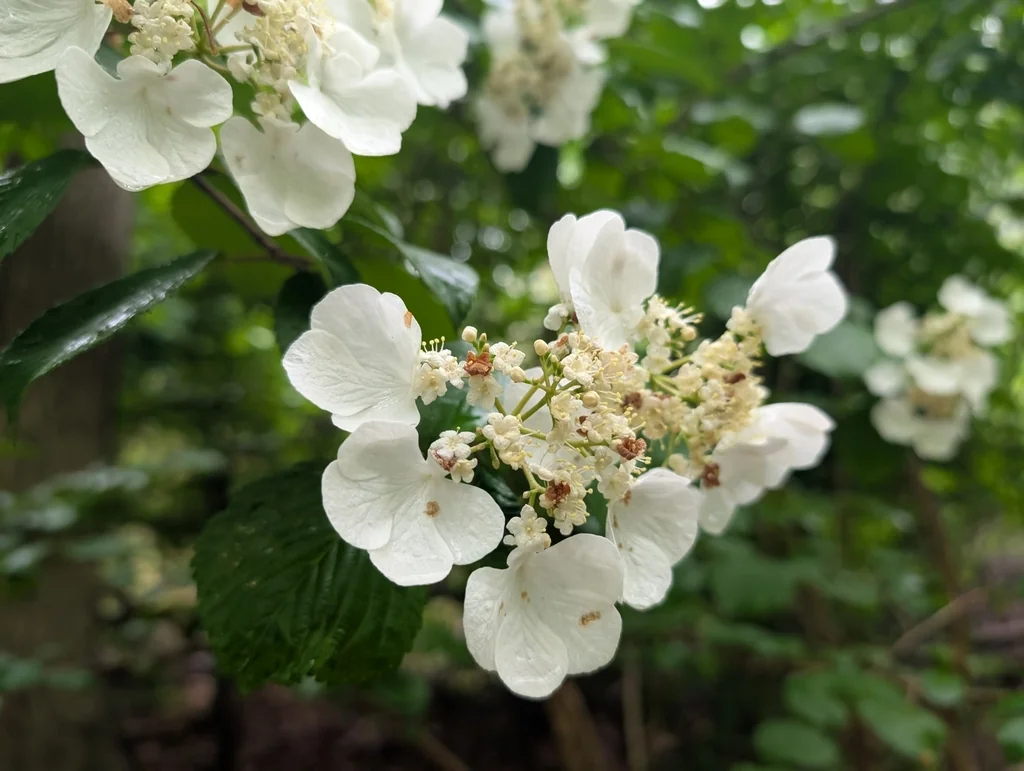 Viburnum Plicatum