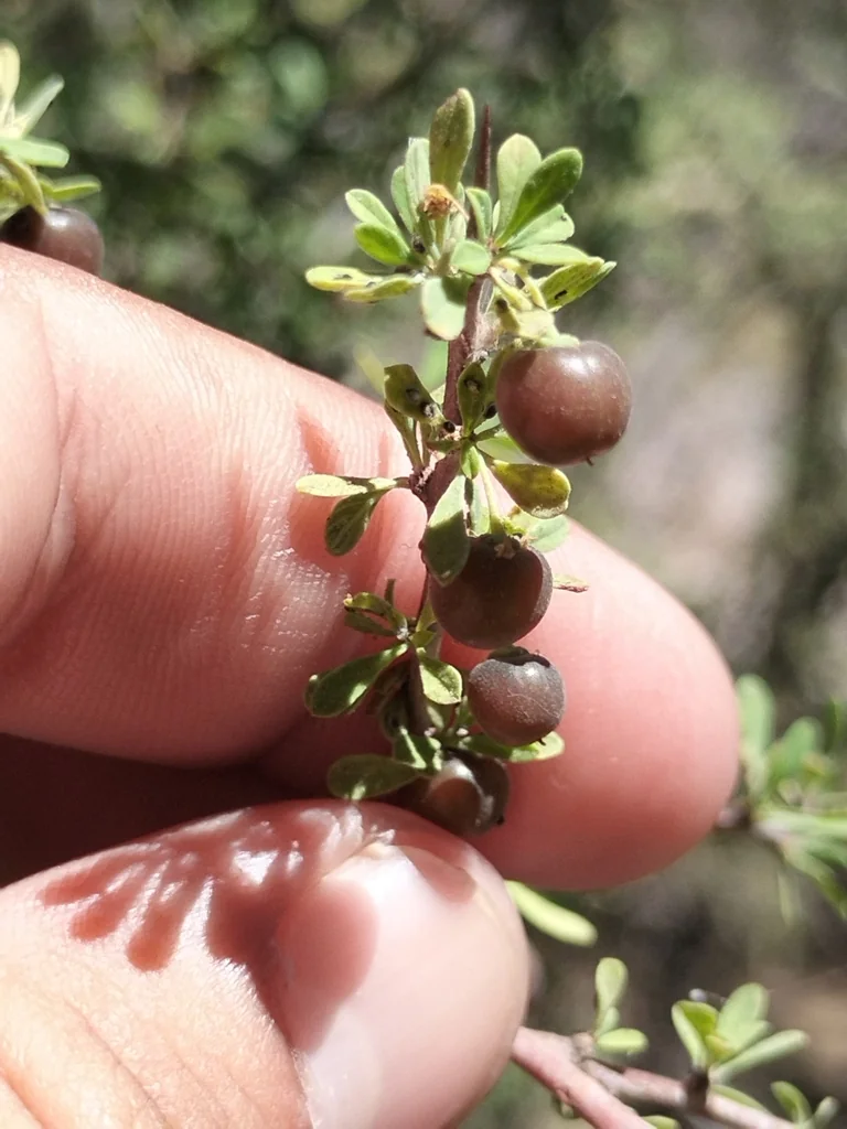 Condalia Globosa