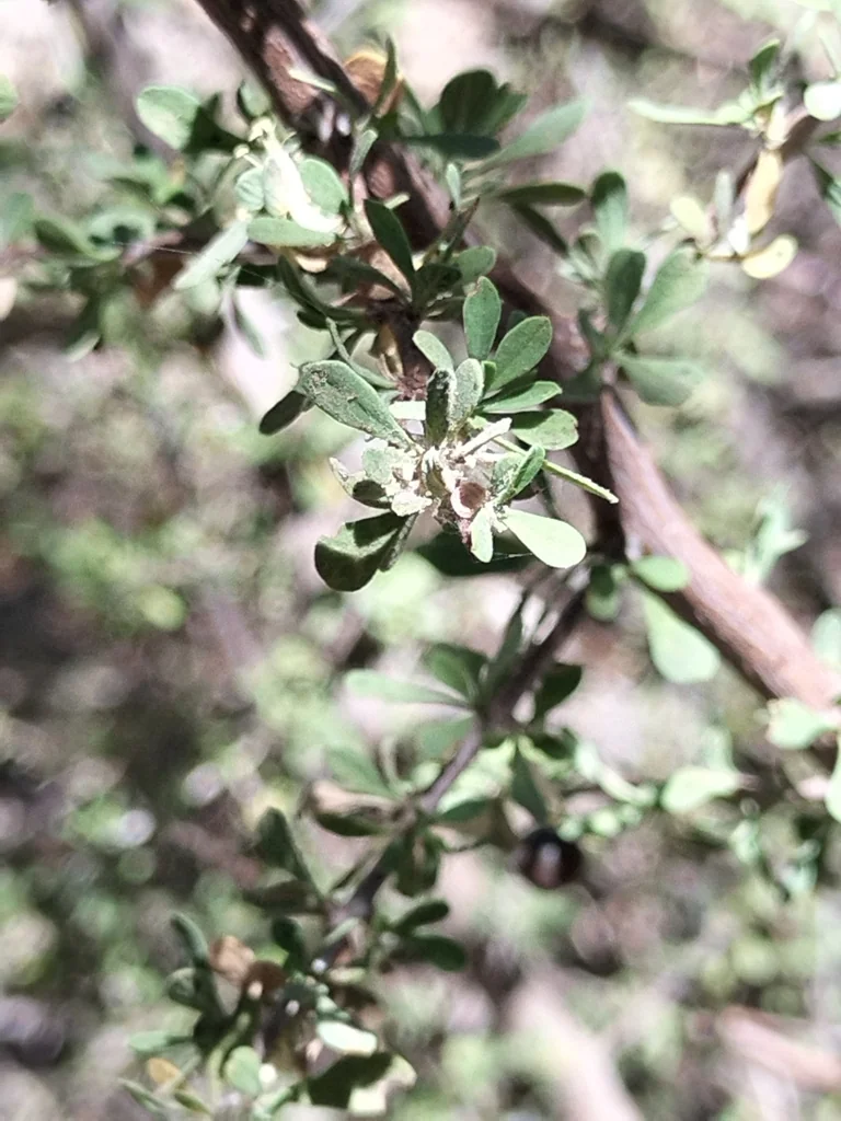 Condalia Globosa