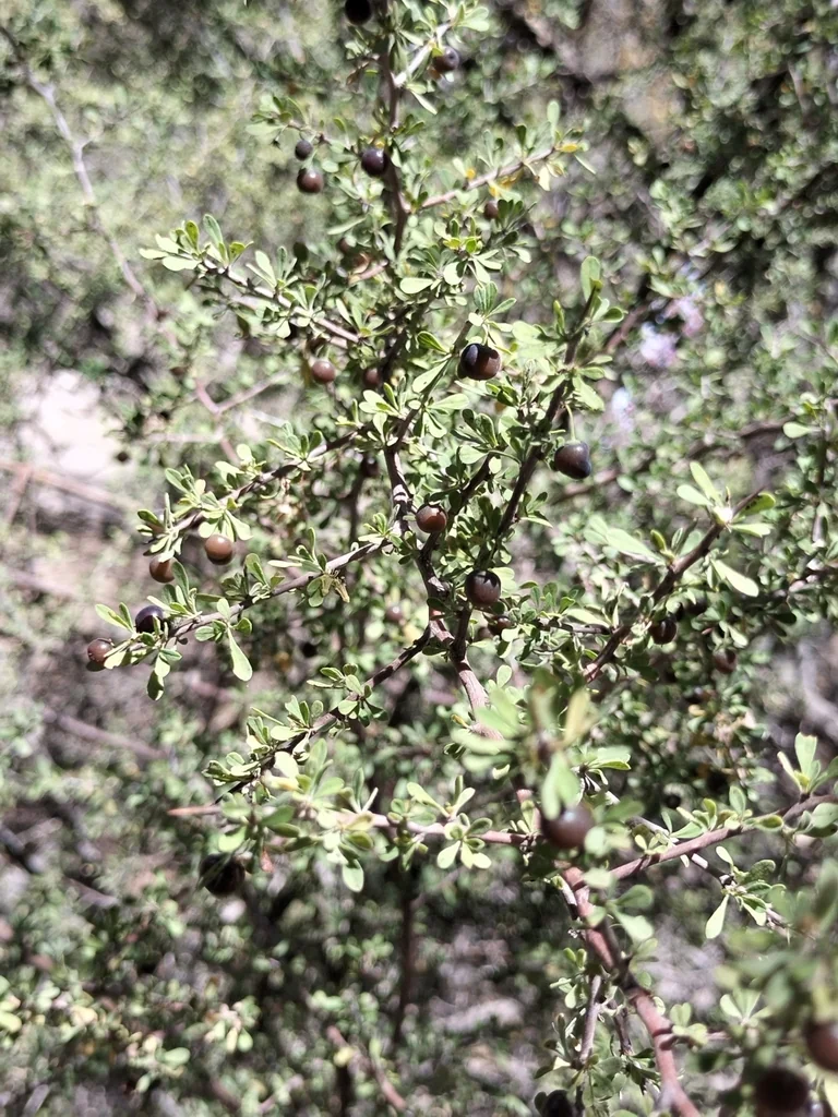 Condalia Globosa