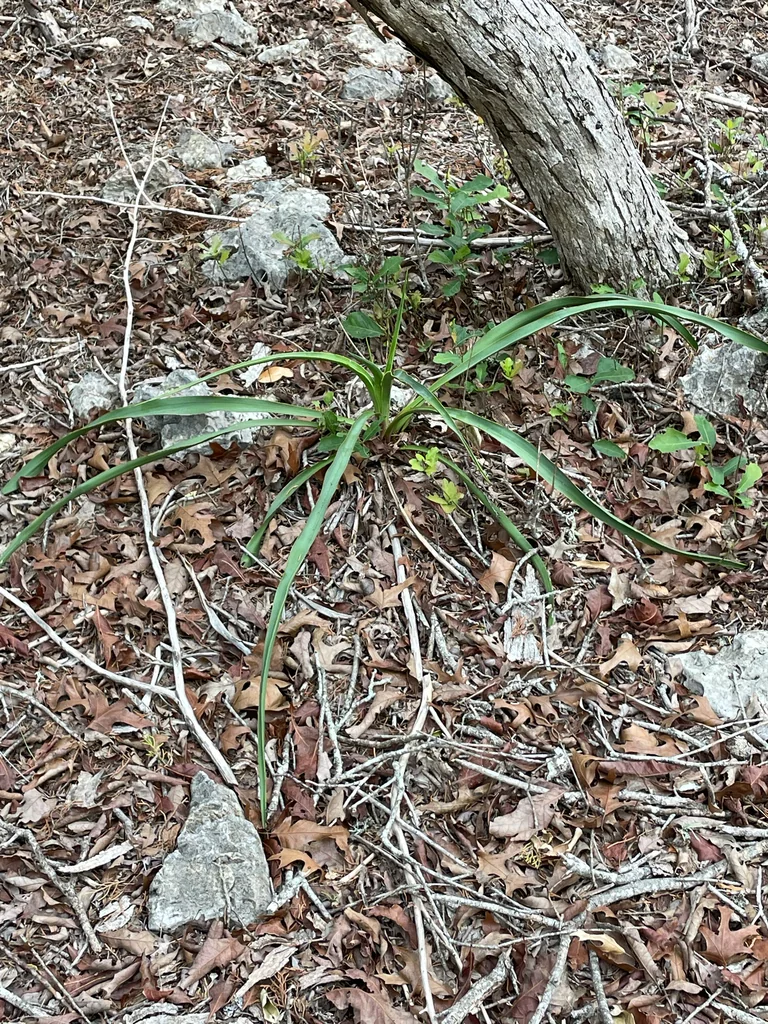 Yucca Rupicola