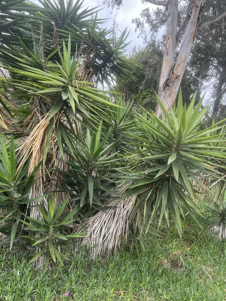 Yucca Elephantipes