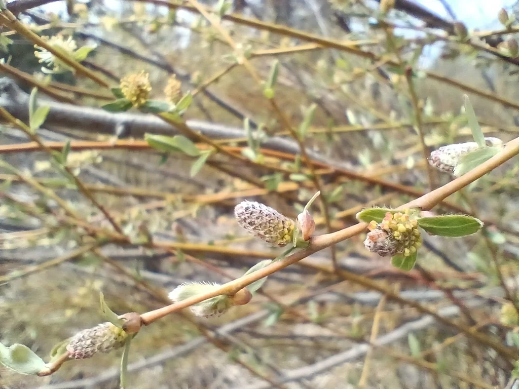 Salix Lucida Ssp. Lasiandra
