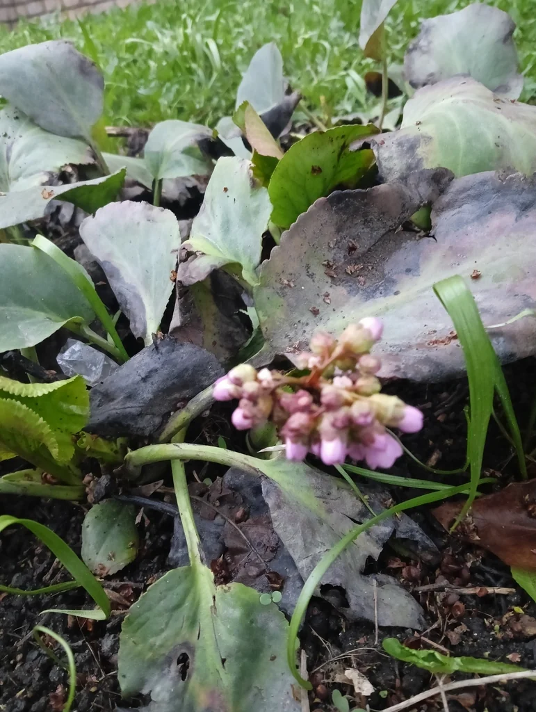 Bergenia Crassifolia