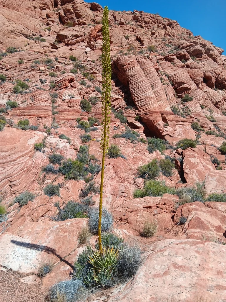 Agave Utahensis
